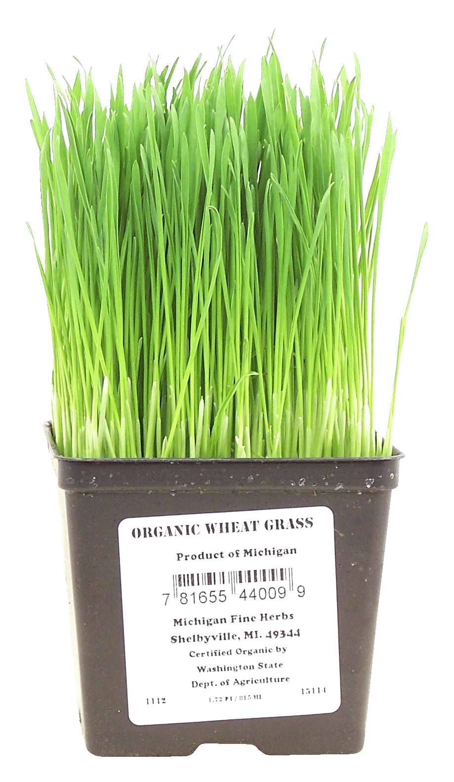 Michigan Fine Herbs  organic wheat grass Full-Size Picture